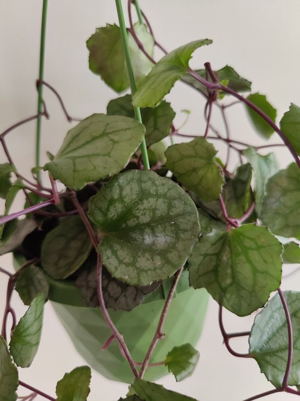 Villakko Senecio bryoniifollius 