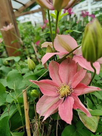 Loistokärhö Clematis Little Mermaid