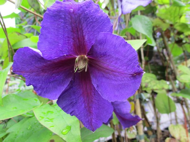 Loistokärhö Clematis ´Star of India´