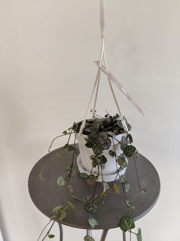 Herttalyhty Ceropegia woodii