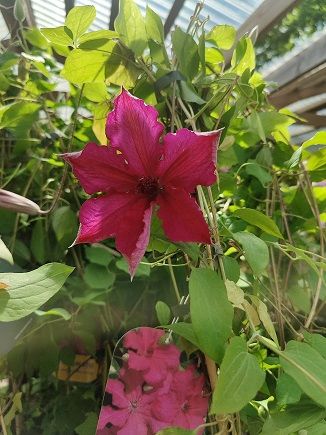 Loistokärhö Clematis ´Kardinal Wyszynski