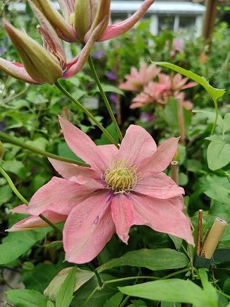 Loistokärhö Clematis Little Mermaid