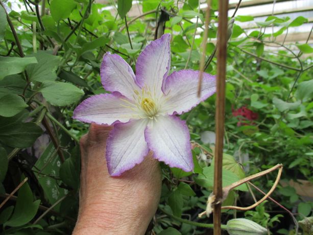 Loistokärhö Clematis ´Lucky charm´