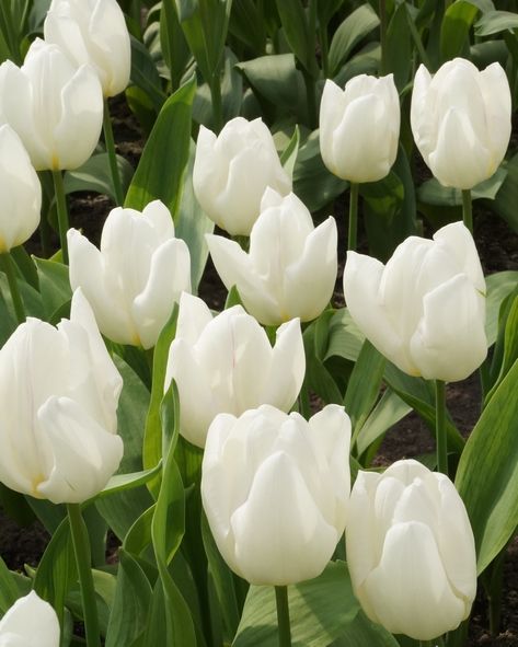 Tulppaani White prince (Tulipa ´White prince)