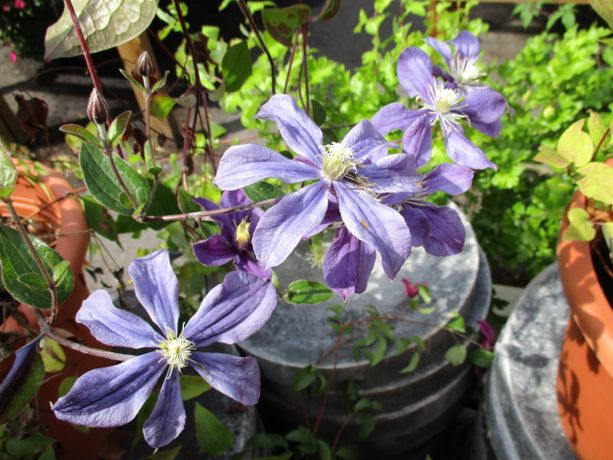 Tiukukärhö Clematis `Arabella´