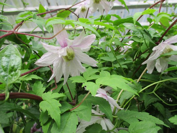 Tarha-alppikärhö Clematis ´Propetius´