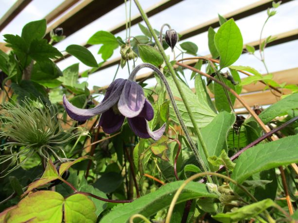 Tiukukärhö Clematis ´Fascination´
