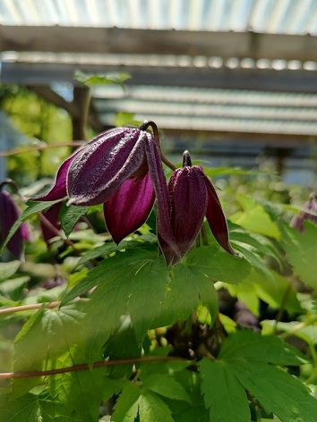 Tarha-alppikärhö Clematis ´Brunette´