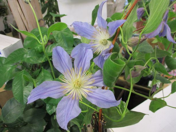 Tiukukärhö Clematis ´Blue river´