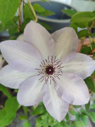 Loistokärhö Clematis ´Ivan Olsson´