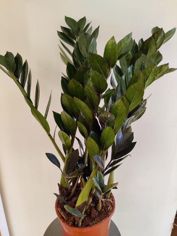 Palmuvehka Zamioculcas zamiifolia ´Super Nova´