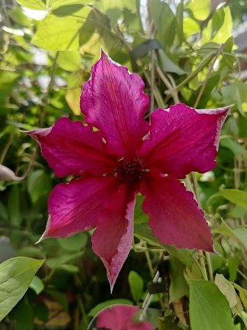Loistokärhö Clematis ´Kardinal Wyszynski